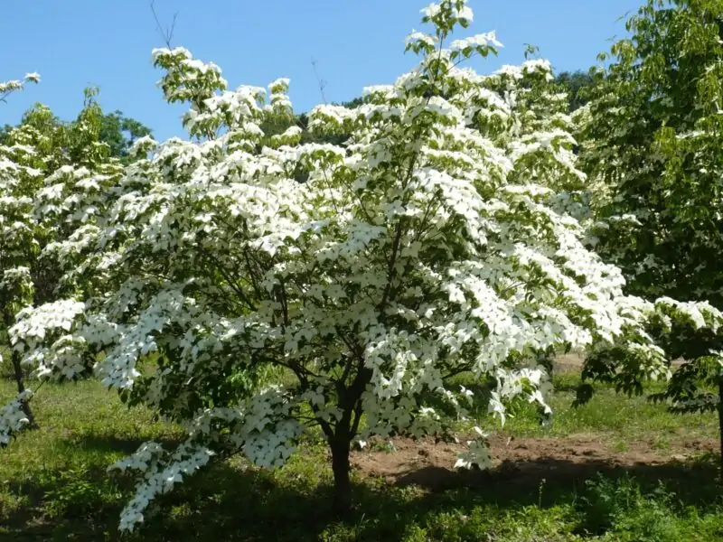 White Kousa Dogwood