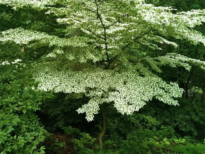 Wolf Eyes Dogwood