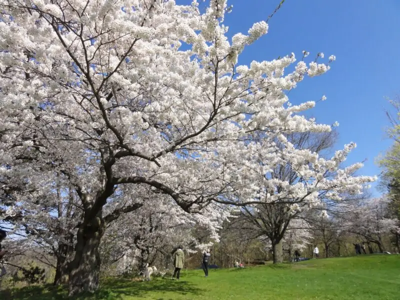 Yoshino Cherry Tree