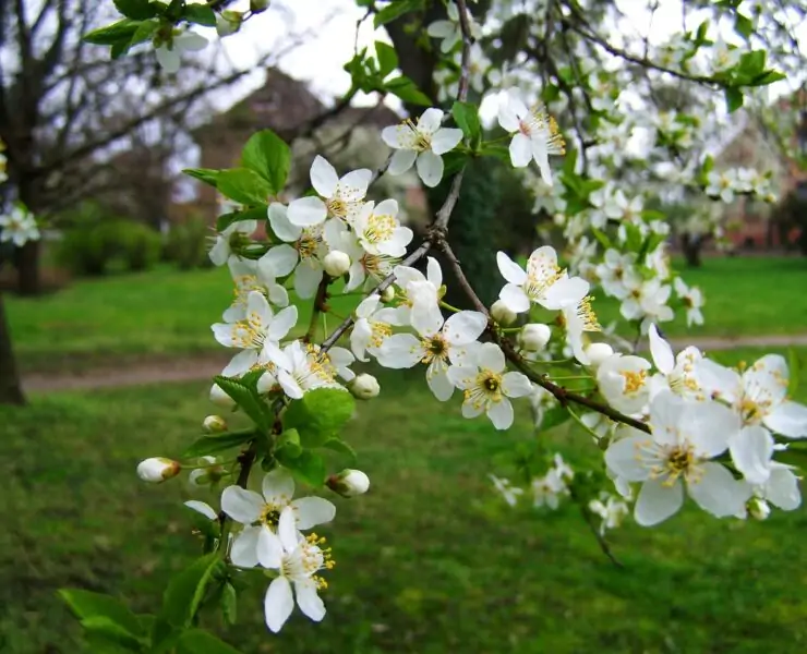 trees with white flowers