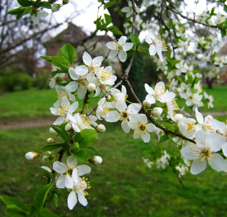 trees with white flowers