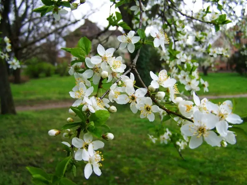 trees with white flowers