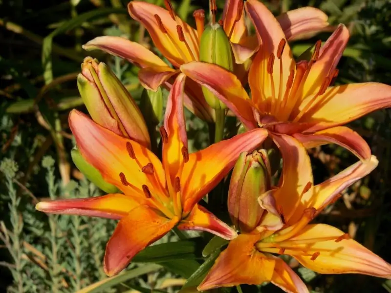 Asiatic Lilies