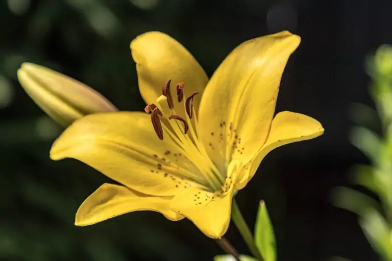 Canada Lilies