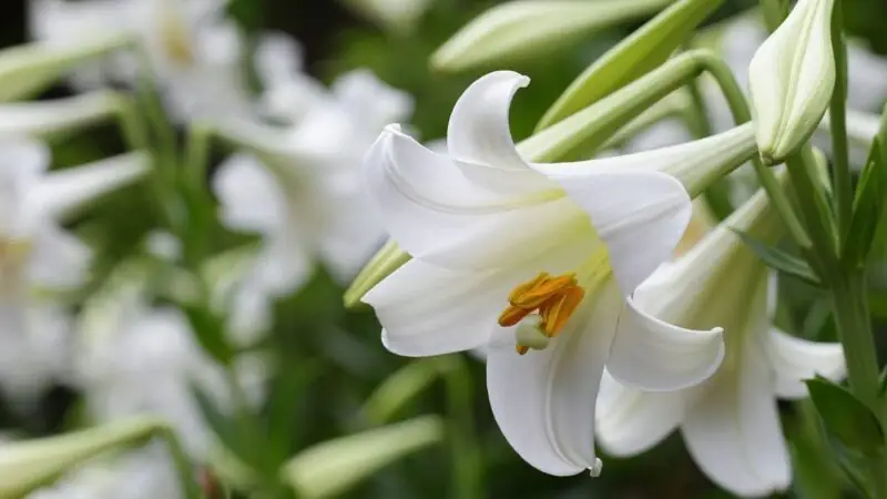 Easter Lilies