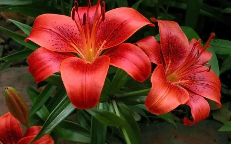 Fire Lilies