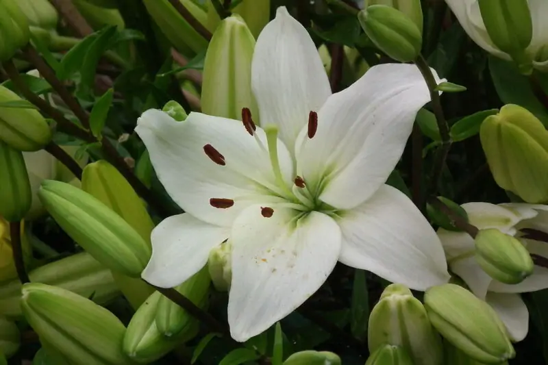 LA Hybrid Lilies