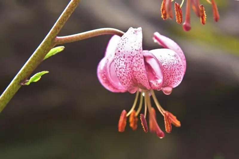 Martagon Lilies