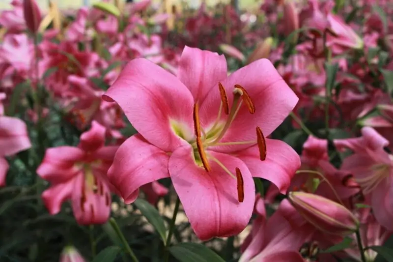 Orienpet Lilies