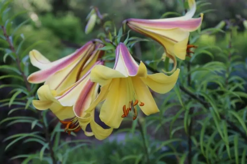 Trumpet Lilies