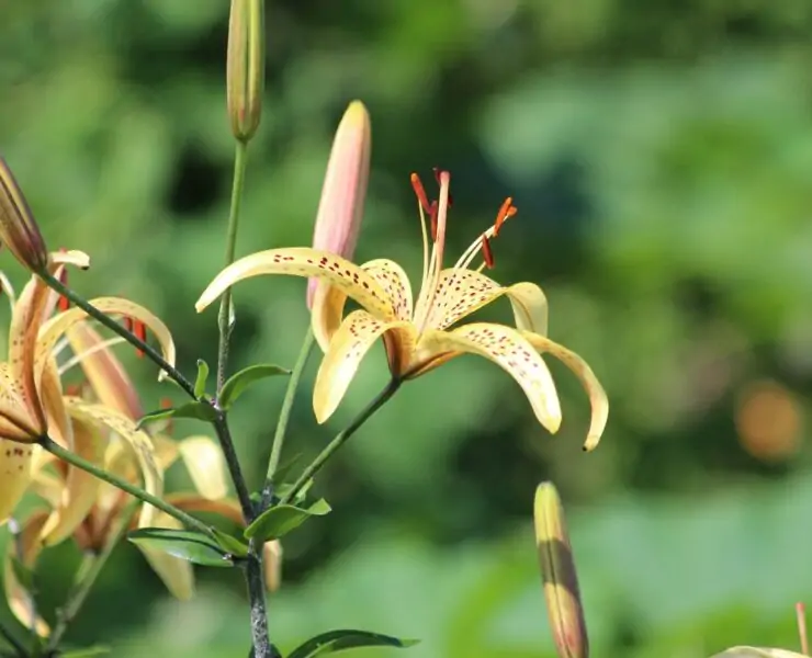 types of lily plants