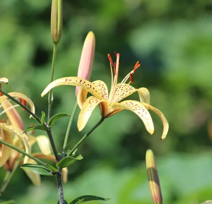 types of lily plants