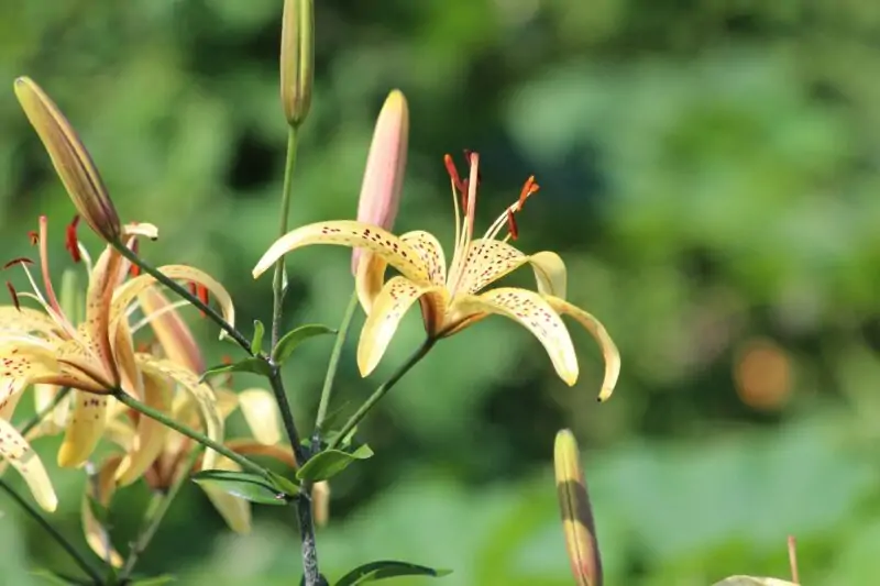 types of lily plants