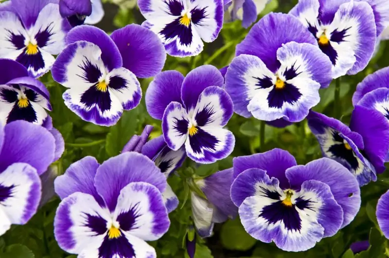 pansies flowers