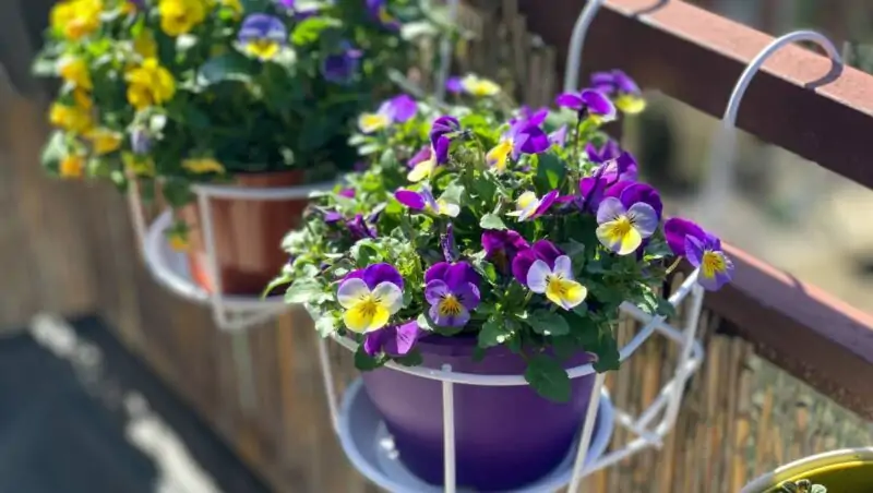 viola and pansies for boxes baskets