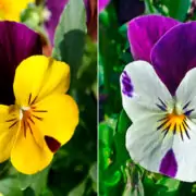 viola vs pansy