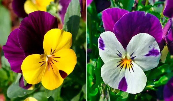 viola vs pansy