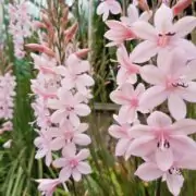 Watsonia