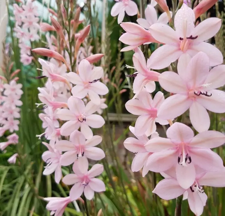 Watsonia