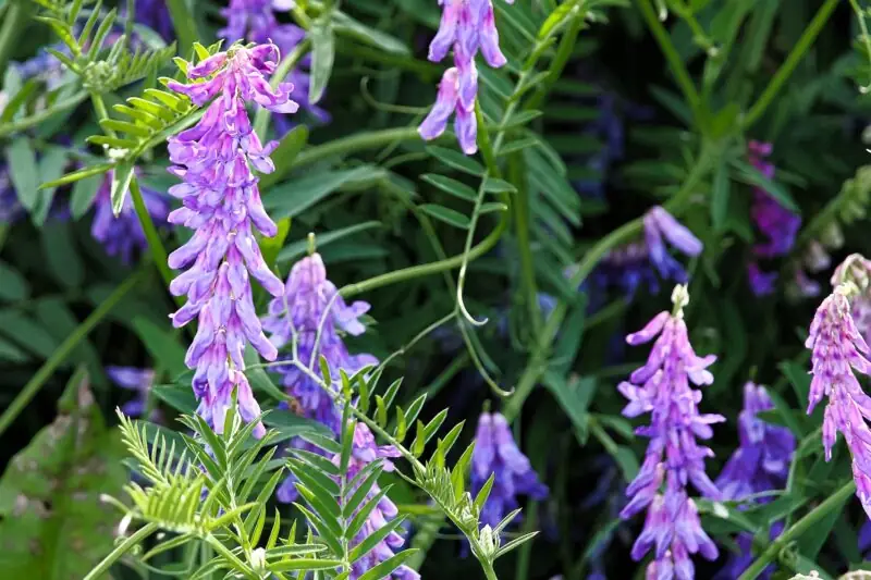 Bird Vetch Vicia cracca