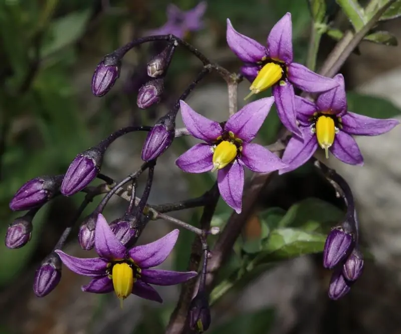 Bittersweet Nightshade Solanum dulcamara