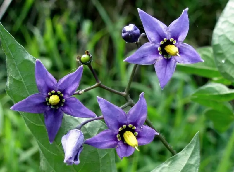 Black Nightshade Solanum nigrum