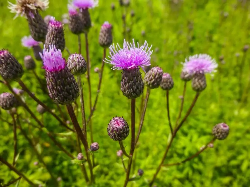 Canada Thistle Creeping Thistle Cirsium arvense