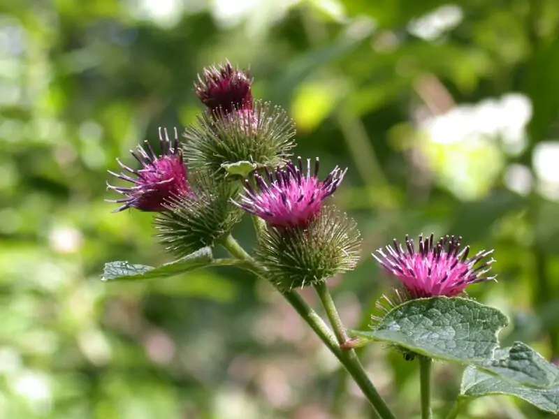 Common Burdock Arctium minus