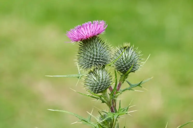 Common Thistle Spear Thistle Bull Thistle Cirsium vulgare