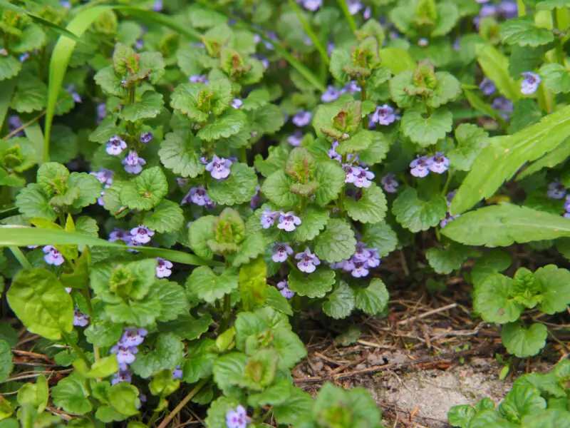 Creeping Charlie Ground Ivy Glechoma hederacea
