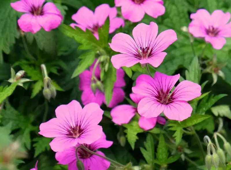 Doves Foot Cranes Bill Geranium molle