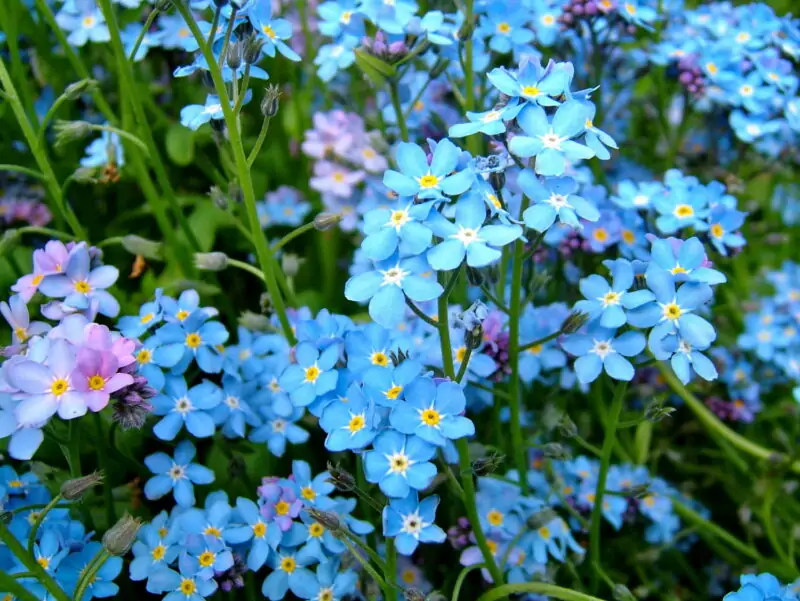 Forget Me Nots Myosotis spp