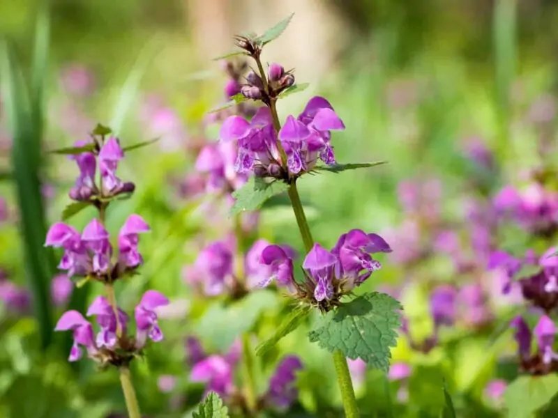 Henbit Lamium amplexicaule