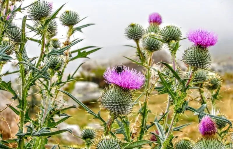 Musk Thistle Nodding Thistle Carduus nutans