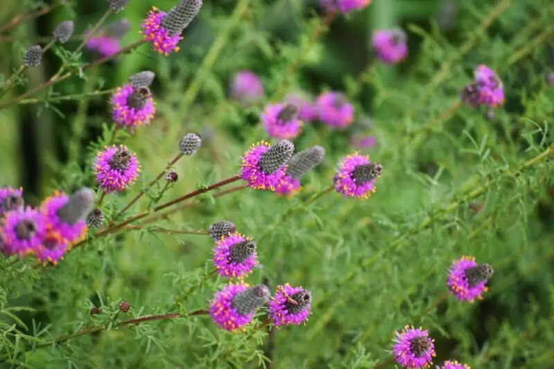 Purple Clover Dalea purpurea