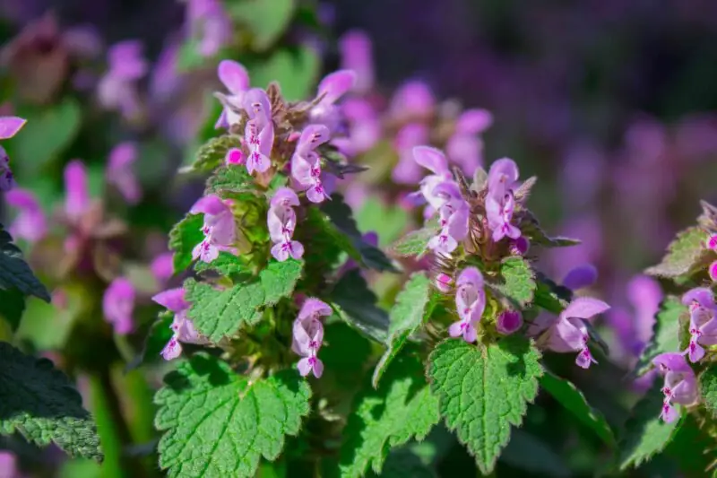 Purple Dead Nettle Lamium purpureum