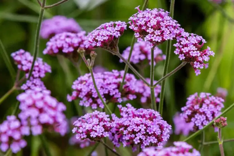 Purpletop Verbena Verbena bonariensis