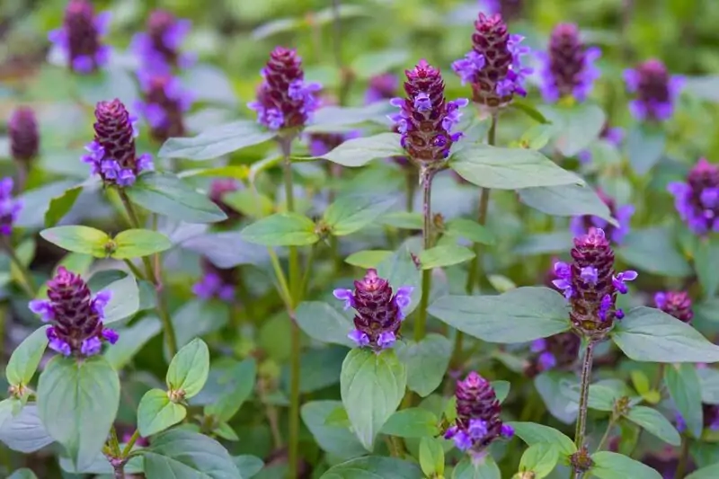 Selfheal Healall Prunella vulgaris