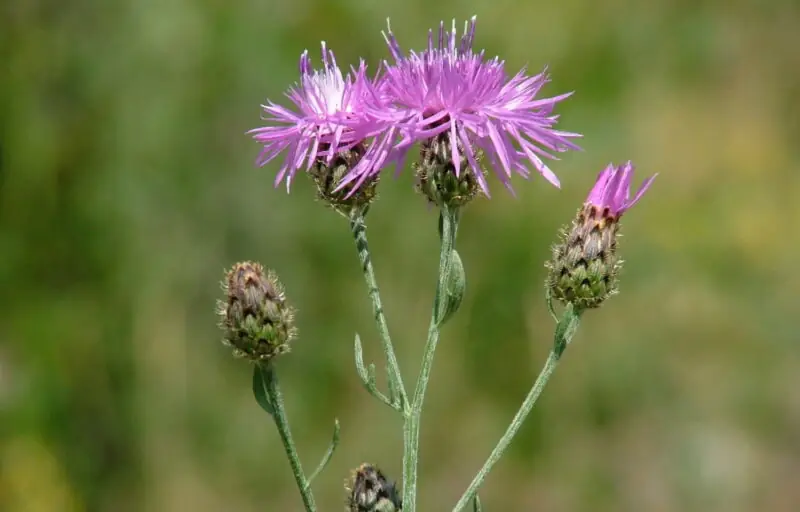 Spotted Knapweed Centaurea stoebe