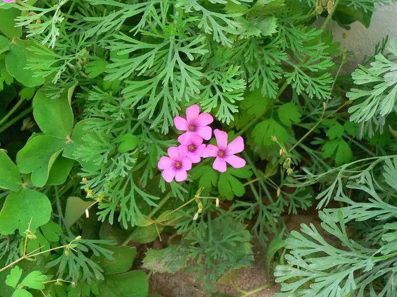 Violet Woodsorrel Oxalis violacea