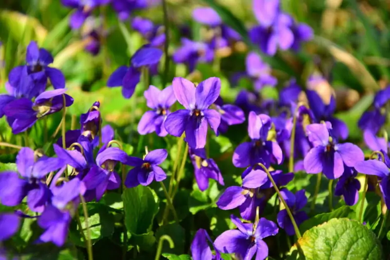 Wild Violets Viola sororia
