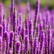 weed with purple flowers