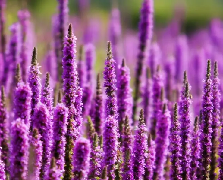 weed with purple flowers