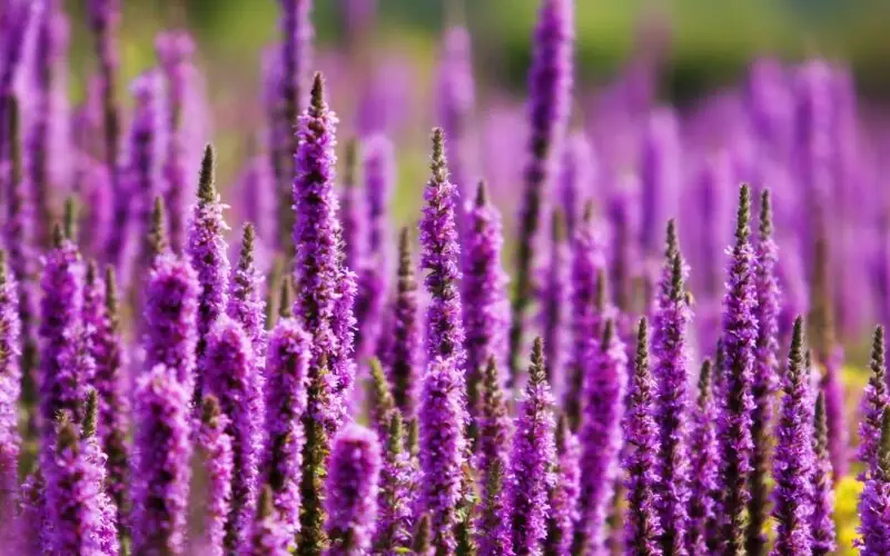 weed with purple flowers