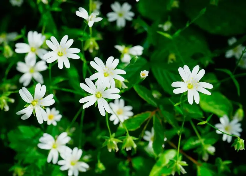 Chickweed Stellaria media