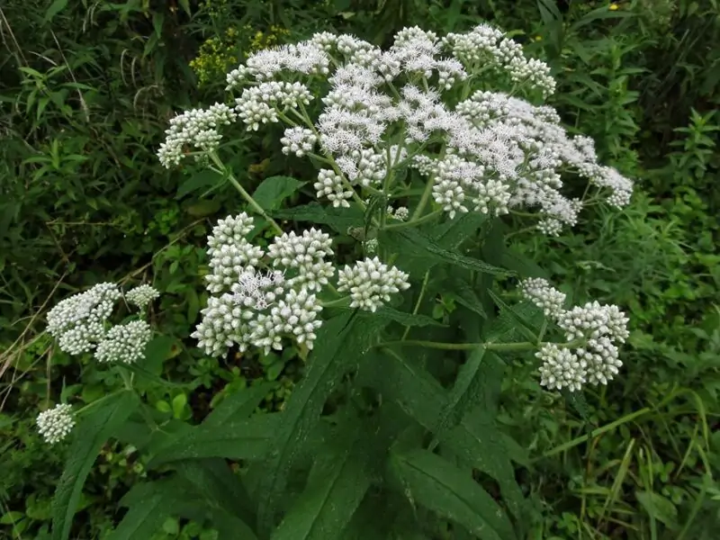 Common Boneset Eupatorium perfoliatum