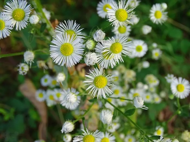 Fleabanes Erigeron spp