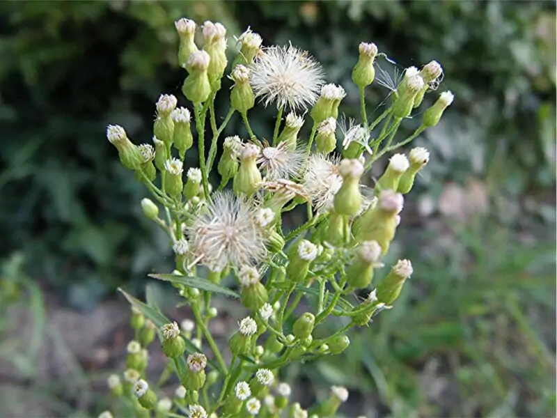 Marestail Conyza canadensis