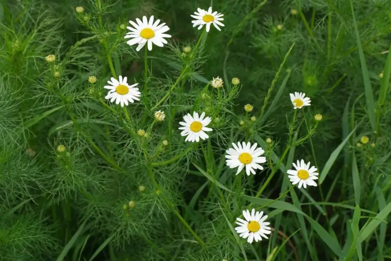 Mayweed Matricaria discoidea