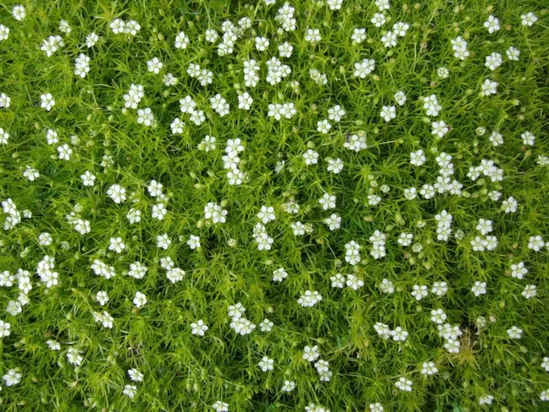 Pearlwort Sagina spp